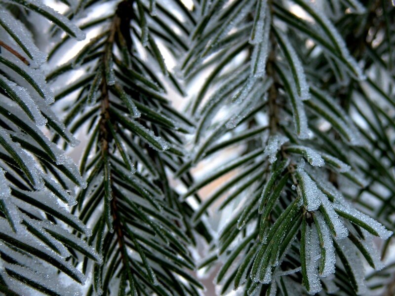 Frost-covered Pine Needles — Green, Cold