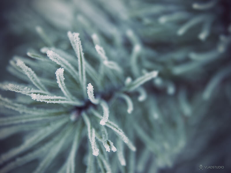 Frost-covered Pine Needles — Green, Cold, Winter, Photograph, Pine Needles, Frost, White, Gray