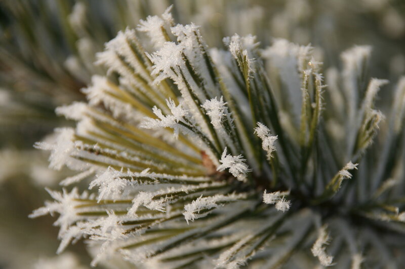 Frost-covered Pine Needles — Green, Cold, Winter, Photograph