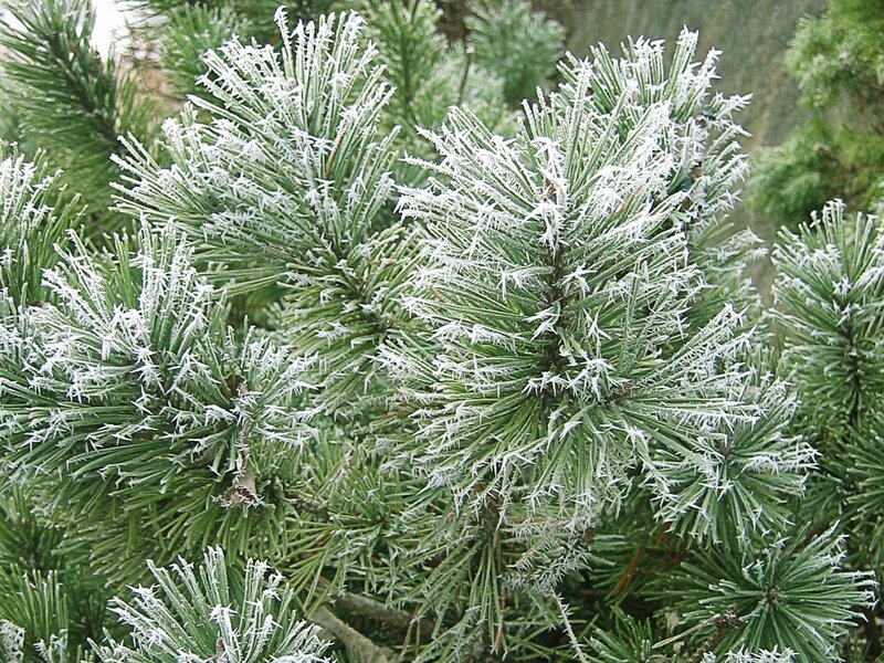 Frost-covered Pine Needles — Green, Cold, Winter