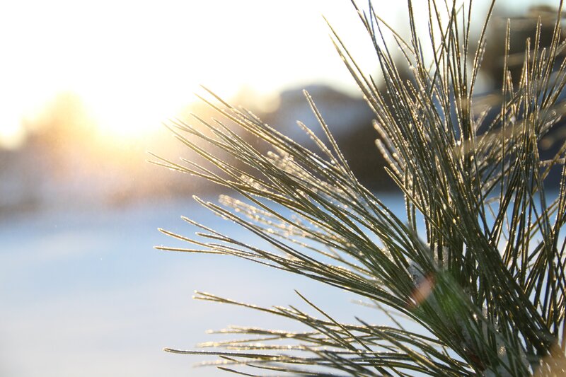 Frost-covered Pine Needles — Green, Serene
