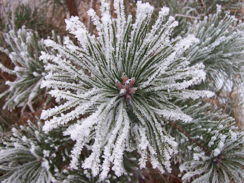 Frost-covered Pine Needles — Green