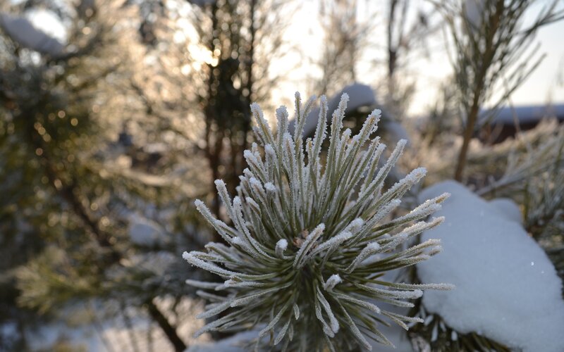 Frost-covered pine needles in winter