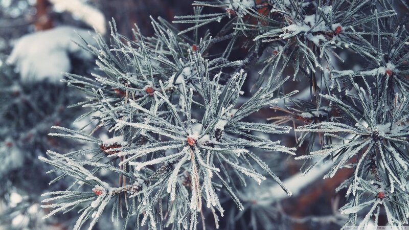 Frost-covered Pine Needles — White, Cold