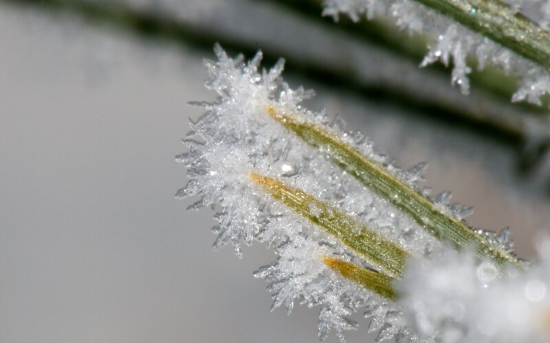 Frost-covered Pine Needles — White, Cold, Winter, Photograph, Snow