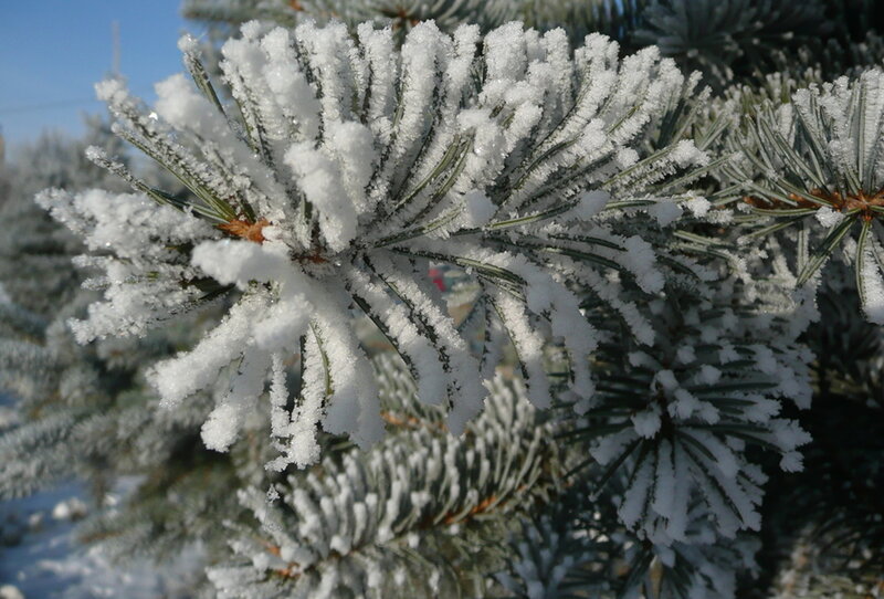 Frost-covered Pine Needles — White, Cold, Winter, Photograph