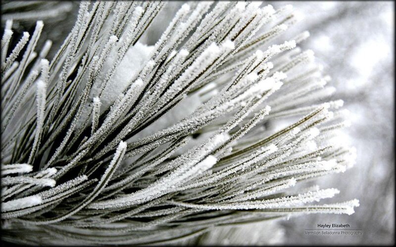 Frost-covered Pine Needles — White, Cold, Winter