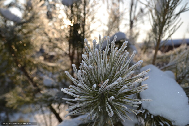Frost-covered Pine Needles — White, Serene