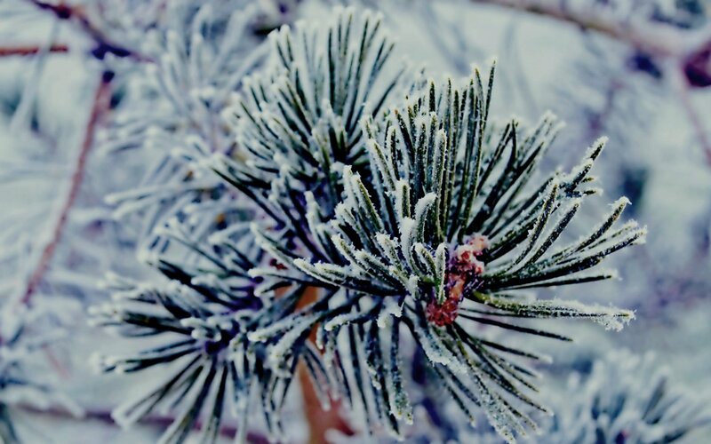 Frost-covered Pine Needles — White