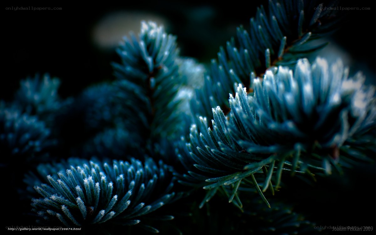 Frost-covered pine needles