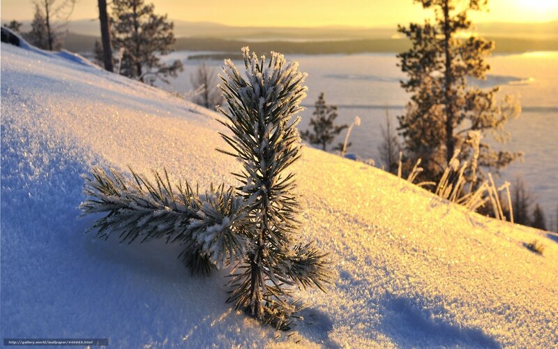 Frost-covered Pine Sapling — White