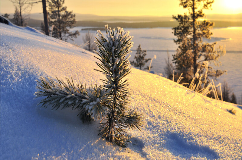 Frost-covered Pine Sprig