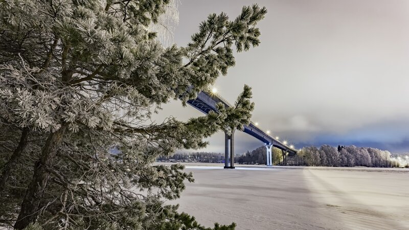 Frost-covered Pine Tree — White