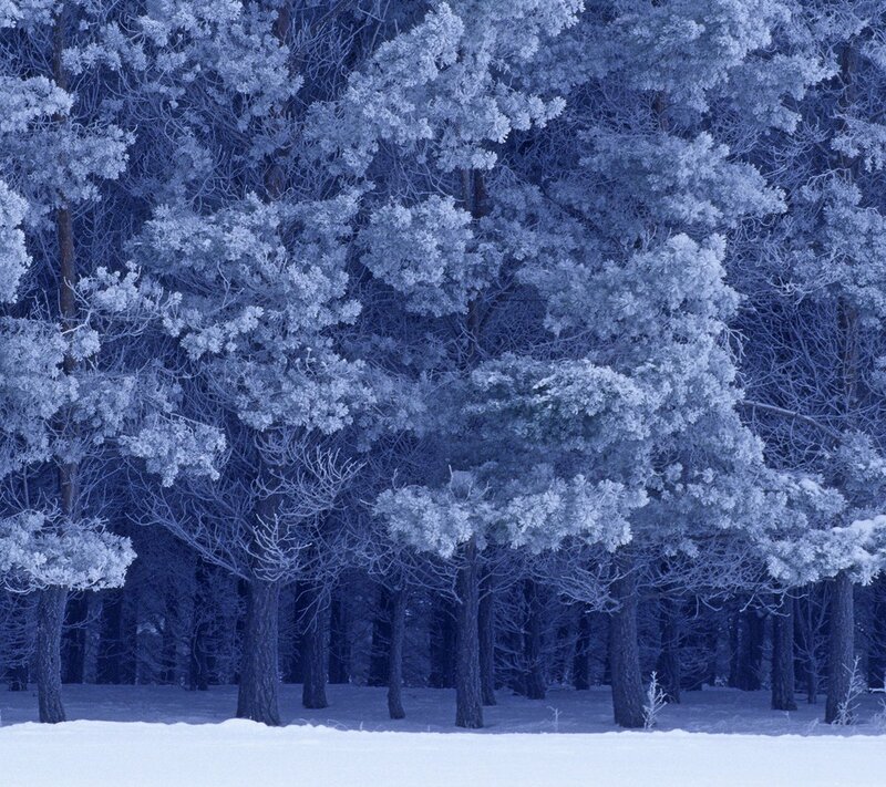 Frost-covered Pine Trees — Blue, Cold, Winter