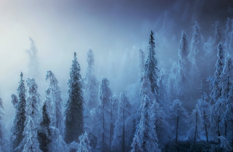Frost-covered Pine Trees — Blue, Misty