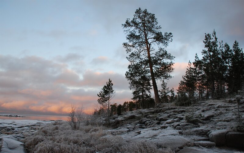 Frost-covered Pine Trees — Blue