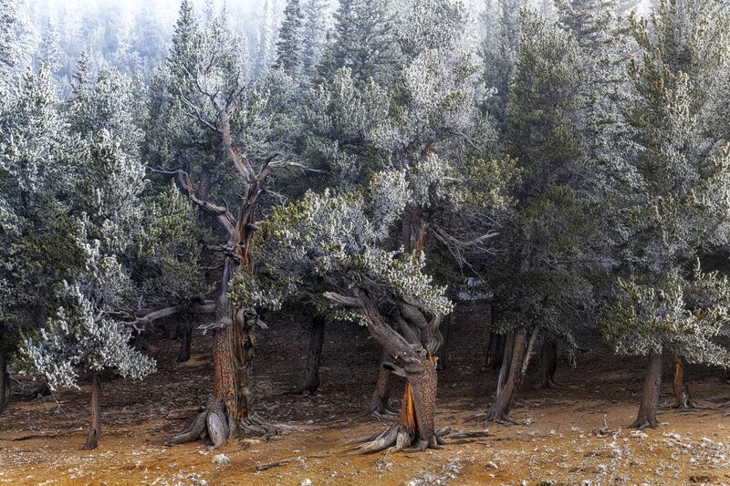 Frost-covered Pine Trees — Green