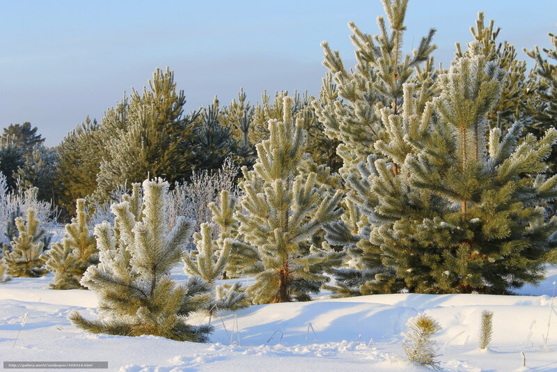 Frost-covered pine trees in winter