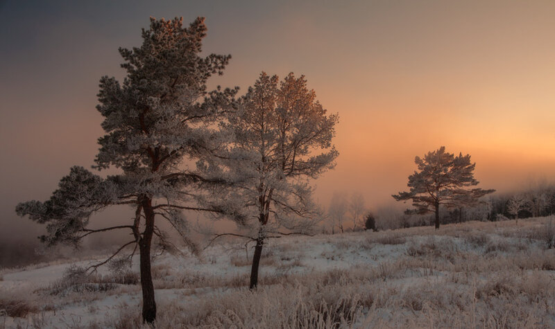 Frost-covered Pine Trees — Orange