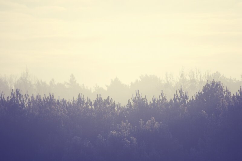 Frost-covered Pine Trees — Purple