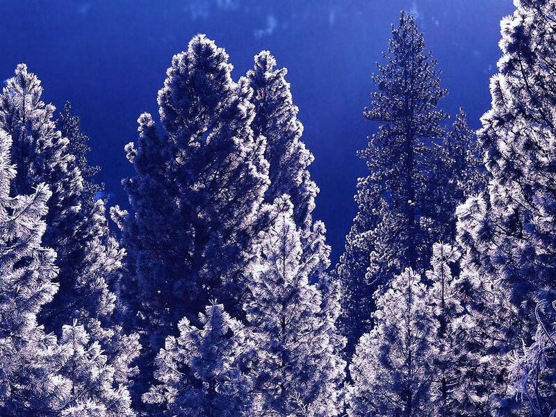 frost-covered pine trees