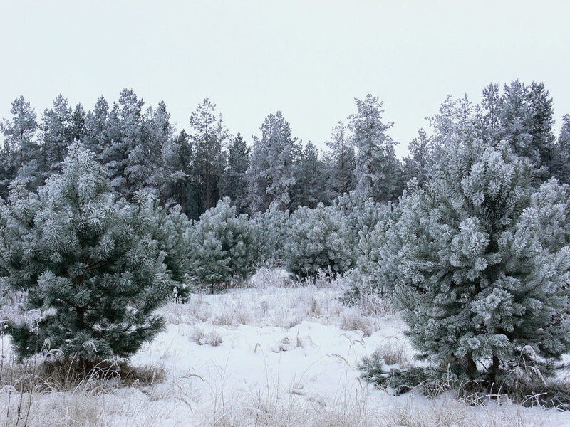 Frost-covered Pine Trees — White, Cold