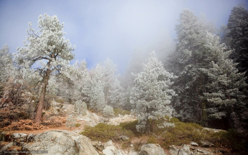 Frost-covered Pine Trees — White, Misty, Winter, Photograph, Fog