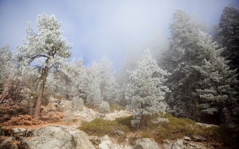 Frost-covered Pine Trees — White, Misty, Winter