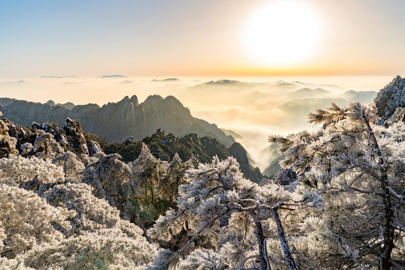 Frost-covered Pine Trees — White, Serene, Sunrise