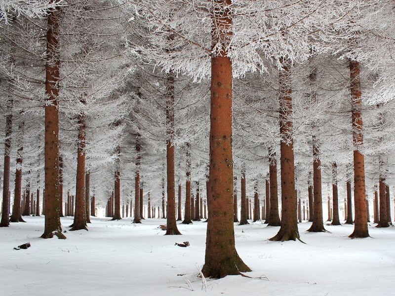 Frost-covered Pine Trees — White, Serene