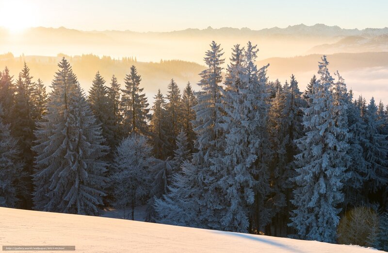Frost-covered Pine Trees — White, Serene, Winter, Photograph, Snow
