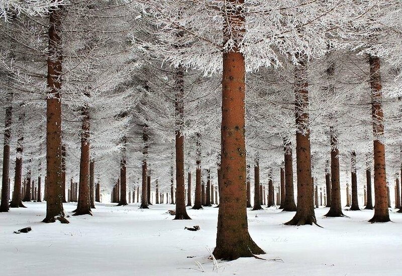 Frost-covered Pine Trees — White, Serene, Winter, Photograph