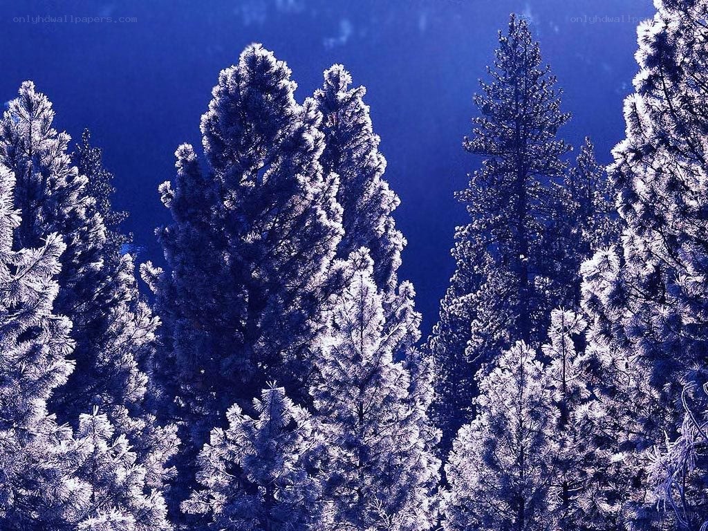 frost-covered pine trees