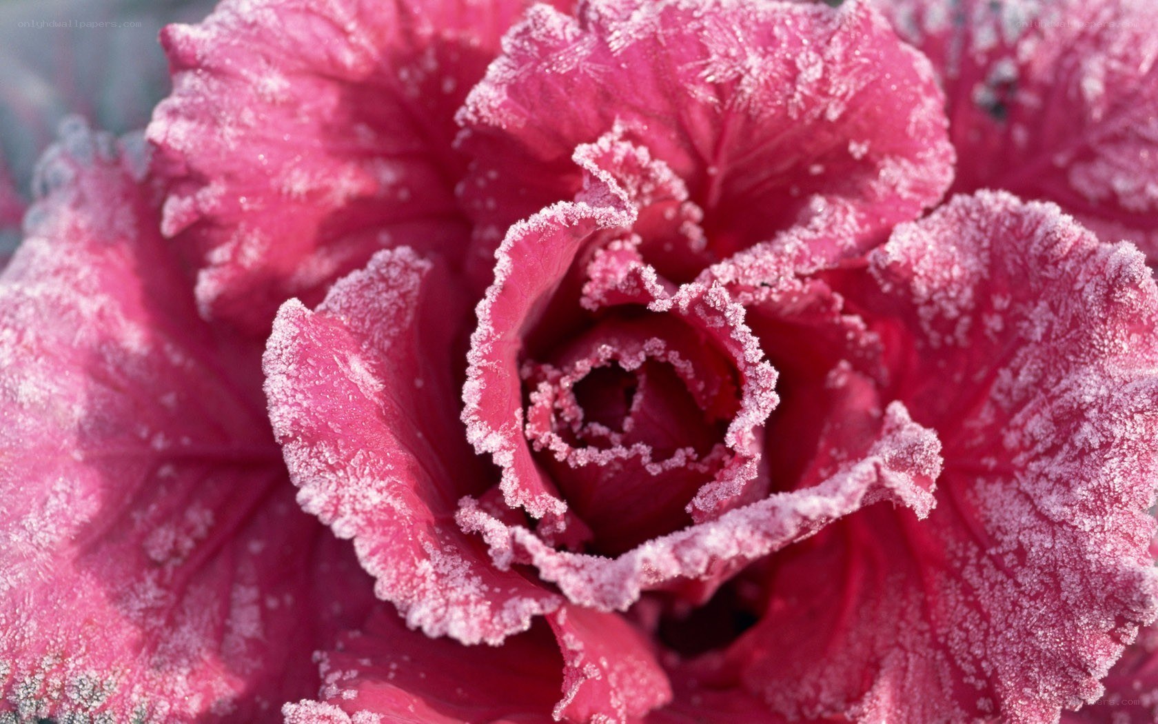 frost-covered pink flower