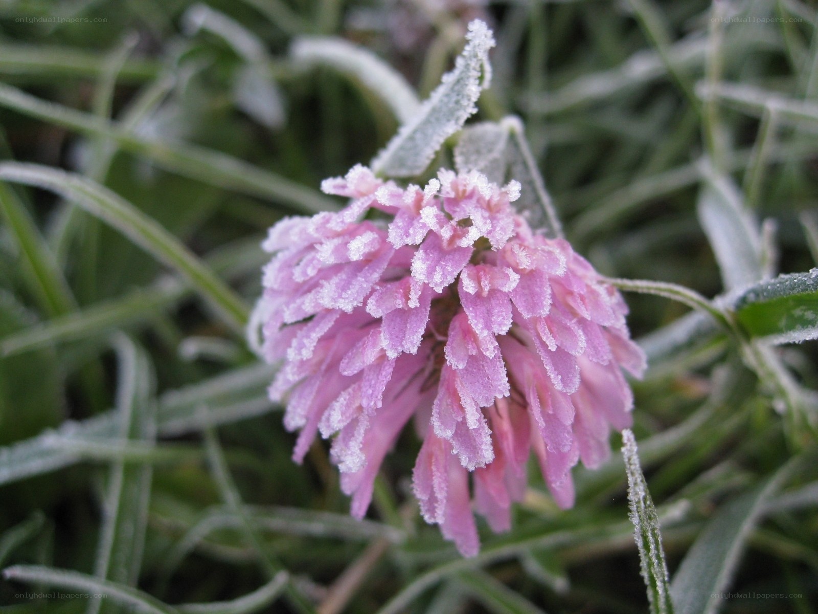 frost-covered pink flower