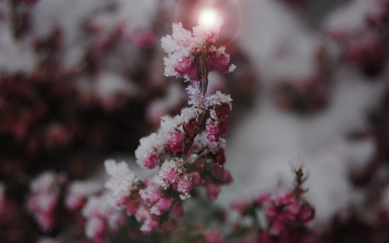 frost-covered pink flowers