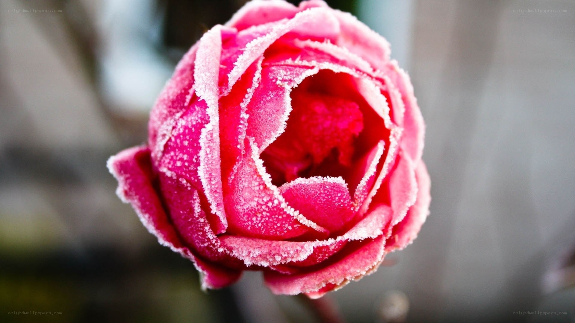 frost-covered pink rose