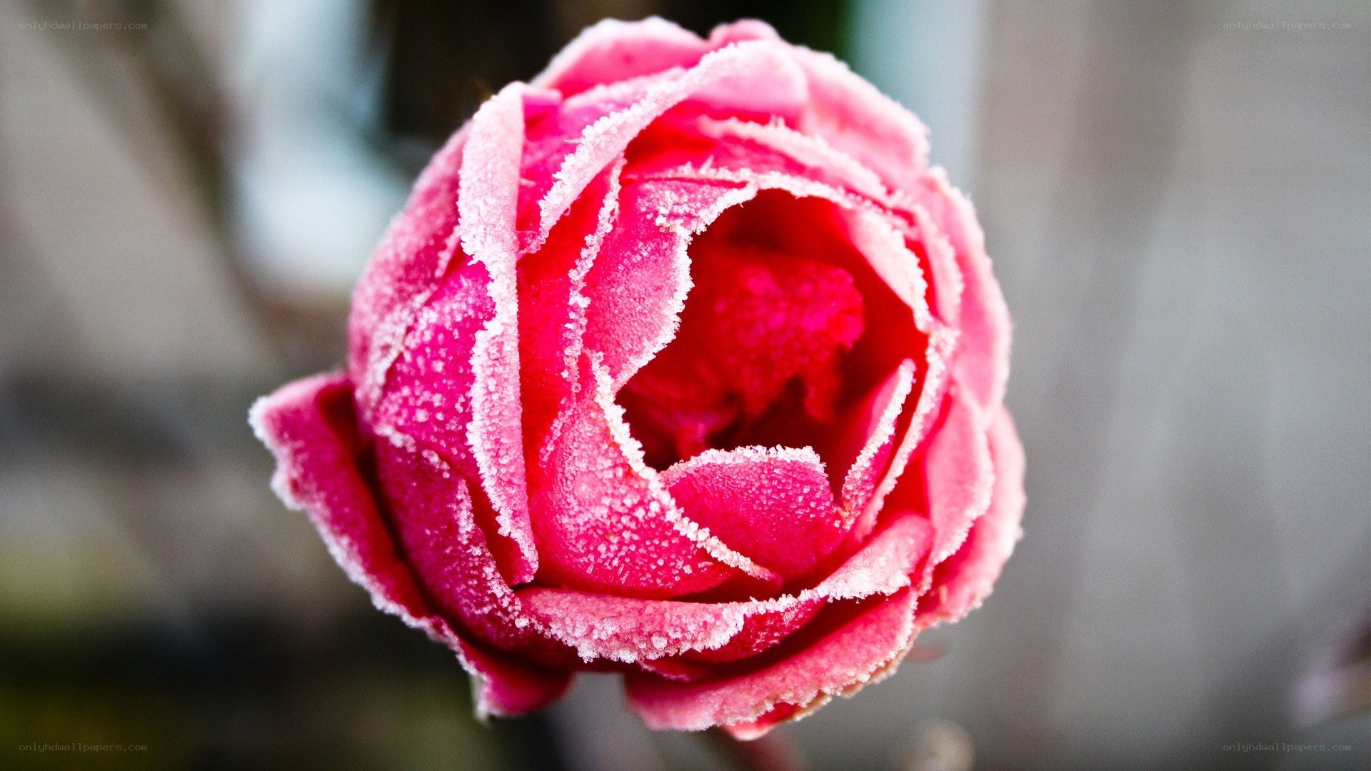 frost-covered pink rose