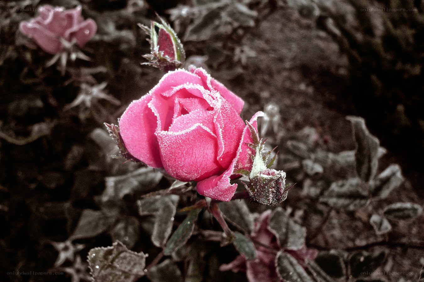 frost-covered pink rose