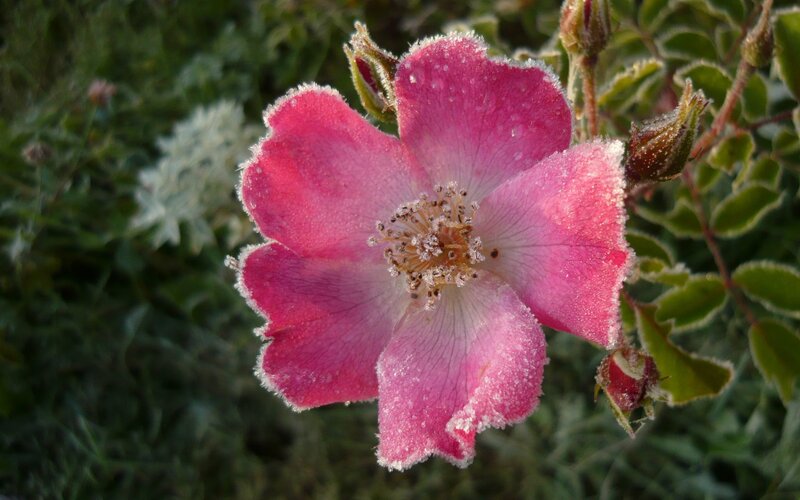 Frost-covered Pink Rose — Calm, Morning