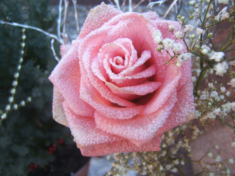 Frost-covered Pink Rose — Calm