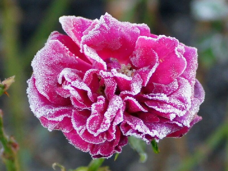 Frost-covered Pink Rose — Calm, Winter
