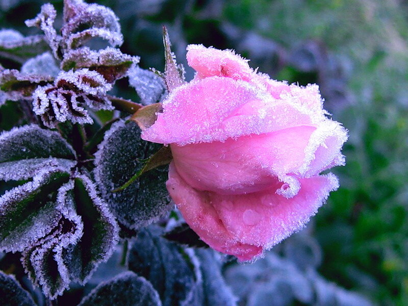 Frost-covered Pink Rose — Cold