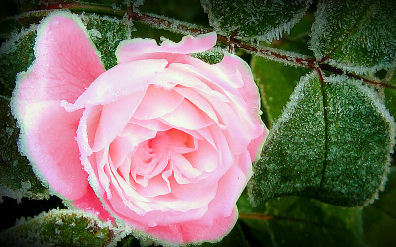 Frost-covered Pink Rose — Cold, Winter