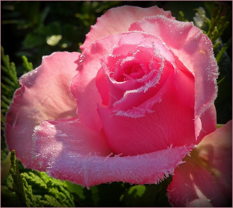 Frost-covered Pink Rose — Serene, Morning