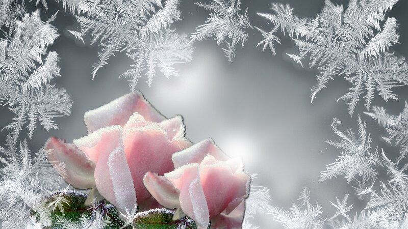 Frost-covered Pink Rose — Serene