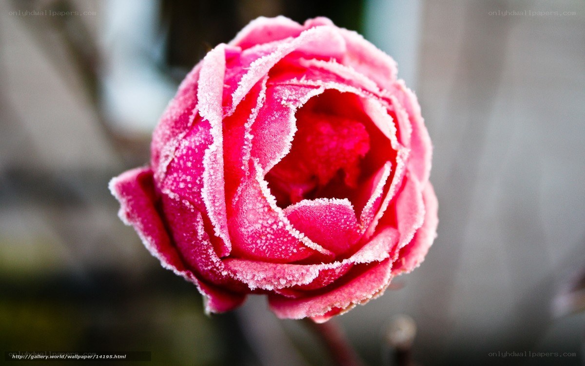 frost-covered pink rose