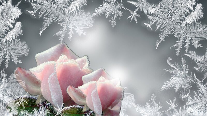 Frost-covered Pink Roses — Serene