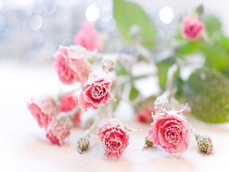 Frost-covered Pink Roses