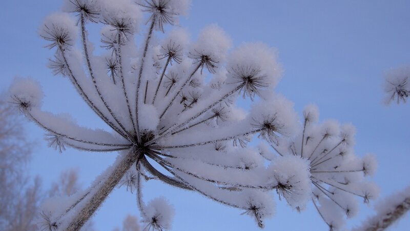 frost-covered plant against blue sky